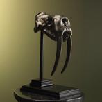 Replica Walrus Skull on Stand - Taxidermie volledige montage, Verzamelen, Dierenverzamelingen, Nieuw