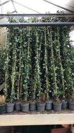 Black Friday Hedera hibernica klimop 125/150 cm €2,50, Tuin en Terras, Planten | Tuinplanten, Vaste plant, Ophalen of Verzenden