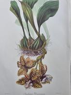 Maxim Gauci / John Lindley - Lot. of 12 sheets - Sertum, Antiek en Kunst