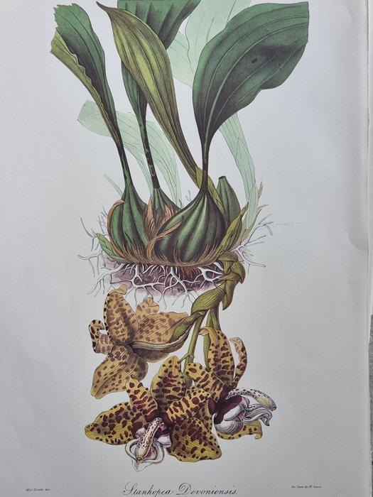 Maxim Gauci / John Lindley - Lot. of 12 sheets - Sertum, Antiek en Kunst, Antiek | Boeken en Bijbels