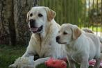 Gele Labrador Pups - Kies Zorgvuldig / Kies met Stamboom., Nederland, Parvo, 8 tot 15 weken, Labrador retriever