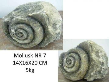 versteende schelp, fossiel schelp, mollusk, slakkenhuis beschikbaar voor biedingen