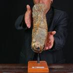 Fossiele kies van Mammuthus Primigenius - Pleistoceen, Nieuw