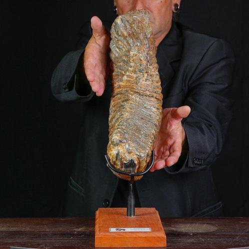 Fossiele kies van Mammuthus Primigenius - Pleistoceen, Verzamelen, Dierenverzamelingen
