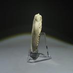 Neolithisch Vuursteen Flint Tool. Michelsberg-cultuur, Antiek en Kunst