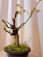 Wisteria bonsai - Hoogte (boom): 25 cm - Diepte (boom): 20, Antiek en Kunst