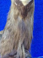 Nyala Taxidermie wandmontage - Tragelaphus angasii - superbe, Verzamelen, Nieuw