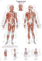 Anatomie poster triggerpoints (Duits/Engels/Latijn, kunst..., Verzenden, Nieuw