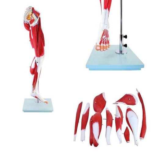 Anatomie model spieren been en bekken, 13-delig, Sport en Fitness, Overige Sport en Fitness, Verzenden