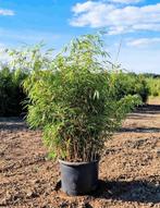 Fargesia Rufa | niet woekerende Bamboe kopen, Tuin en Terras, Haag, Bamboe, Ophalen