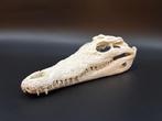 Nijlkrokodil Schedel van een reptiel - Crocodylus niloticus, Antiek en Kunst