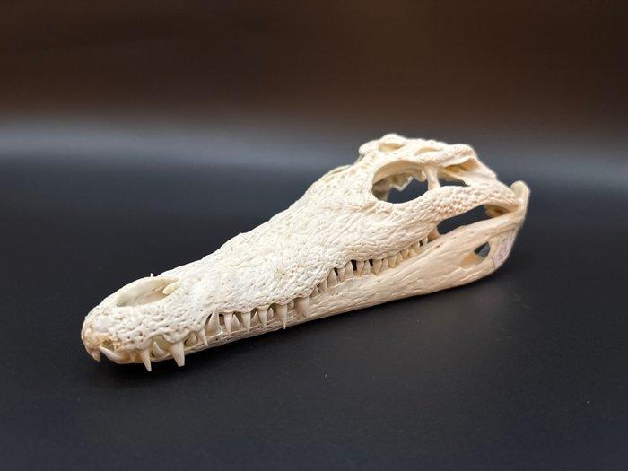 Nijlkrokodil Schedel van een reptiel - Crocodylus niloticus, Antiek en Kunst, Curiosa en Brocante