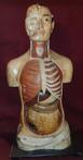 Anatomisch model (1) - Gips, Papier-maché - Midden 20e eeuw
