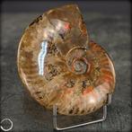 Natuurlijke Ammoliet-Ammoniet – iriserend fossiel met een, Antiek en Kunst