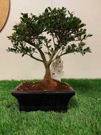 Japanese holly bonsai (Ilex crenata) - Hoogte (boom): 21 cm