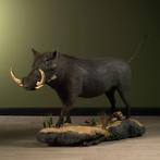 Wrattenzwijn Taxidermie Opgezette Dieren By Max, Verzamelen, Ophalen of Verzenden, Nieuw, Wild dier, Opgezet dier