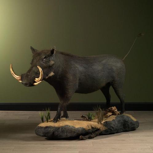 Wrattenzwijn Taxidermie Opgezette Dieren By Max, Verzamelen, Dierenverzamelingen, Opgezet dier, Nieuw, Wild dier, Ophalen of Verzenden