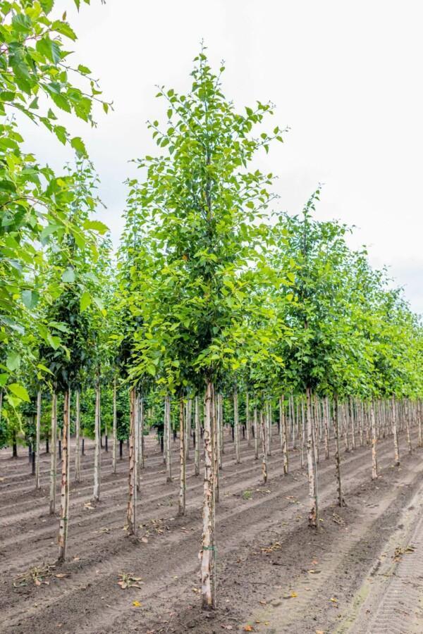 Betula nigra hoogstam, Tuin en Terras, Planten | Tuinplanten