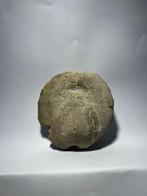 Zee-egel - Gefossiliseerd dier - Spatangus saheliensis - 2