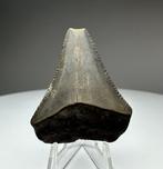 Witte haai - Fossiele tand - 4.2 cm - 3.3 cm (Zonder, Verzamelen, Mineralen en Fossielen