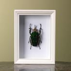 Mecynorhina Kever in Lijst, Verzamelen, Dierenverzamelingen, Ophalen of Verzenden, Nieuw, Insect, Opgezet dier