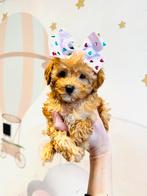 Zeer klein mini MALTIPOO teefje, mooi en gezond, NL nestje, Dieren en Toebehoren, Parvo, Overige rassen, 8 tot 15 weken, Teef