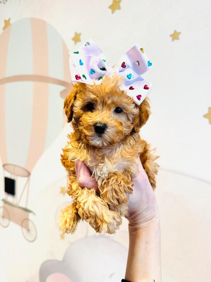 Zeer klein mini MALTIPOO teefje, mooi en gezond, NL nestje, Dieren en Toebehoren, Honden | Chihuahua's en Gezelschapshonden, Meerdere