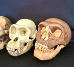 schedelreconstructies - Fossiele schedel