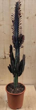 Afrikaanse Melkboom Euphorbia Trigona Cactus kamerplant - Wa, Verzenden