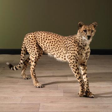 Cheetah Jachtluipaard Taxidermie Opgezette Dieren By Max beschikbaar voor biedingen