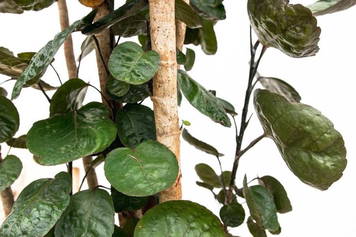 Actie Polyscias Fabian XXL | 160 cm - Ø30cm nu voor 168.95, Huis en Inrichting, Kamerplanten, Verzenden