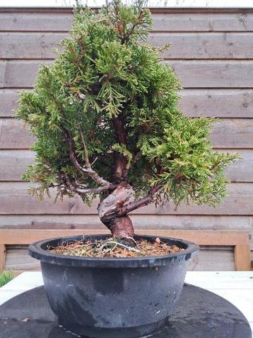 juniperus chinensis itoigawa bonsai - Hoogte (boom): 28 cm - beschikbaar voor biedingen