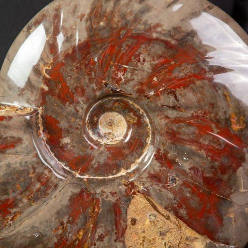 Exclusief Zeldzaam Pools Rood en Cleoniceras -, Verzamelen, Mineralen en Fossielen
