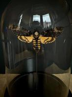 Mot Taxidermie volledige montage - Large Femelle XXL Sphinx, Antiek en Kunst