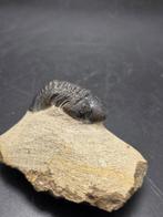 Trilobiet - Gefossiliseerd dier - Redoops cephalotes - 6 cm, Verzamelen