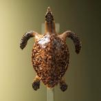 Schildpad Antiek Taxidermie Opgezette Dieren By Max, Nieuw, Opgezet dier, Ophalen of Verzenden, Reptiel of Amfibie