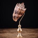 Cabinet van Curiositeiten - Volutidae - Cymbiola Imperialis, Nieuw
