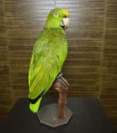 Amazone Papegaai 35*13*15 Taxidermie Opgezette Dieren By Max