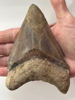 Enorme Megalodon tand 14,3 cm - Fossiele tand - Carcharocles, Verzamelen, Dierenverzamelingen, Nieuw