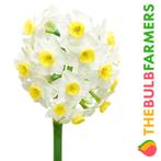 The Bulb Farmers - 40 x Narcis Avalanche wit met geel, Verzenden, Najaar, Volle zon, Bloembol