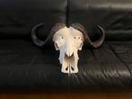Kafferbuffel Schedel - Syncerus caffer - 26 cm - 156 cm - 59