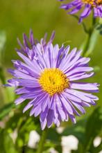 Alpenaster Aster alpinus 5-10 Pot P9