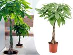 Pachira Geldboom, Tuin en Terras, Planten | Bomen