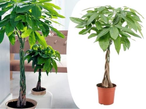 Pachira Geldboom, Tuin en Terras, Planten | Bomen