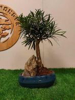 Boeddha-den bonsai (Podocarpus macrophyllus) - Hoogte