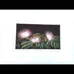 Copperplate Print - Nemunoki  (Albizia julibrissin) -, Antiek en Kunst