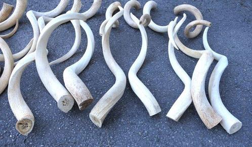 Grote kudu Hoorns - Tragelaphus strepsiceros - 50 cm - 68 cm, Verzamelen, Dierenverzamelingen