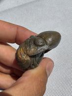 Trilobiet - Gefossiliseerd dier - Crotalocephalus gibbus -