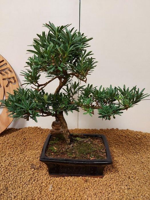 Boeddha-den bonsai (Podocarpus macrophyllus) - Hoogte, Antiek en Kunst, Curiosa en Brocante