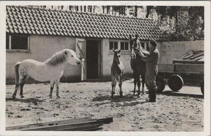 SOEST - Sanatorium Zonnegloren te Soest. Merrie met veule..., Verzamelen, Ansichtkaarten | Nederland, Verzenden